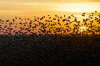 _MG_9344.jpg