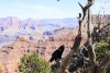 Grand Canyon IMG_7386 (Copy).jpg